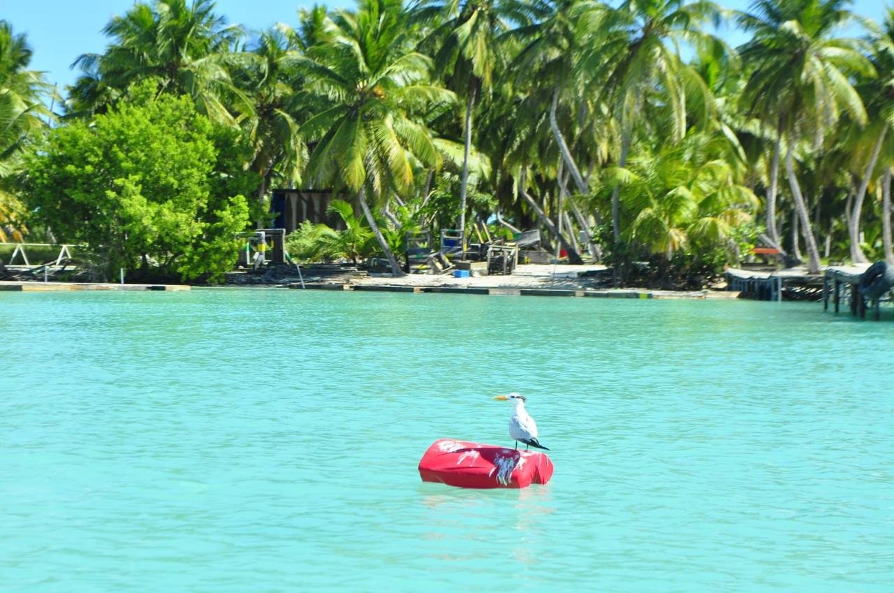 Catamaran Party Boat & Snorkeling